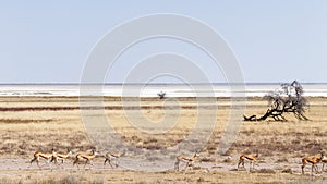 A herd of springbok ( Antidorcas Marsupialis) walking by with the salt pan at the back, Etosha National Park, Namibia.