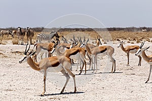 Herd of springbok in Etosha