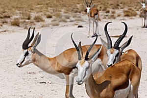 Herd of springbok in Etosha