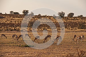 A herd of Springbok grazing on a dry desert riverbed B 4385