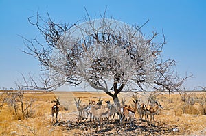 Herd of springbok in a park in Namibia