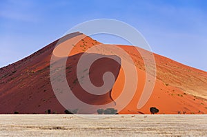 Herd of Springbok passing in front of a red dune in Sossusvlei, Namibia