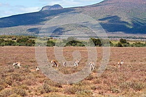 Herd of Springbok on a plain