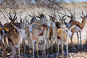 Herd of springbok resting in the shade of a tree