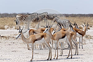 Herd of springbok and zebra in Etosha