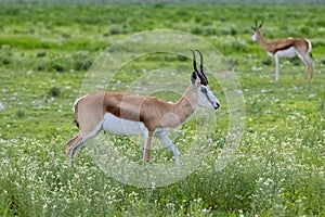 A herd of springboks, antelopes