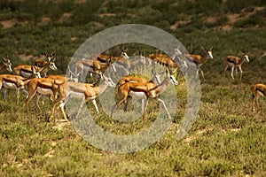 Herd of springboks Antidorcas marsupialis walking on red sand in Kalahari desert in the green grass in evening sun