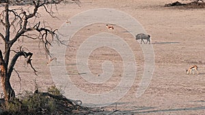 A herd of springboks and a blue wildebeest walk towards a waterhole in the dry Auob riverbed near Kalahari Tented Camp