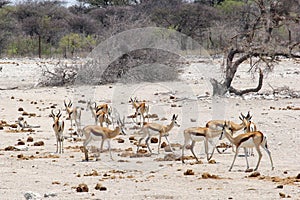 Herd springboks savanna, Etosha, Namibia
