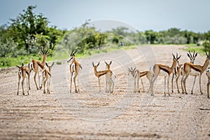 Herd of Springboks standing on the road.