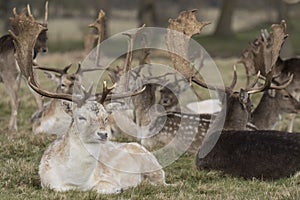 Herd of stag deer in a field