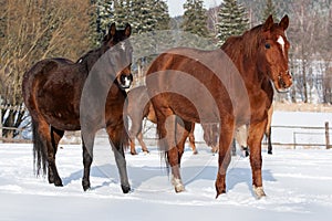 Herd of standing horses