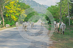 The herd stood crossing the street and was staring.