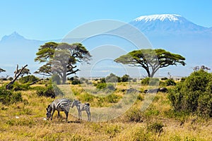 Herd of striped zebras graze