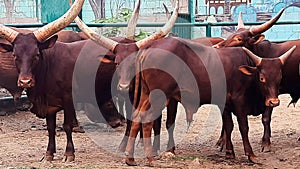a herd of strong red brown bulls