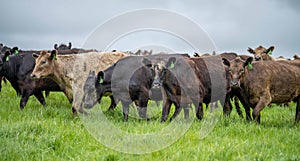 herd of Stud beef cows and bulls grazing on green grass in Australia, breeds include speckled park, murray grey, angus and brangus