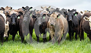 herd of Stud beef cows and bulls grazing on green grass in Australia, breeds include speckled park, murray grey, angus and brangus