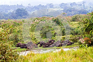 Cape buffalo obstinacy in Ngorongoro Conservation Area photo