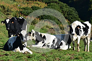 Herd of Tagged Cows in a Large Grass Field