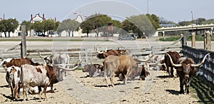 A Herd of Texas Longhorn Cattle, Fort Worth Stockyards