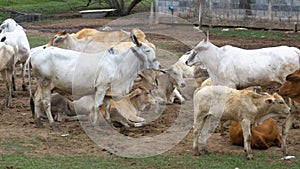 Herd of Thai Cows Grazing on a Dirty Pasture in Asia. Open cow farm field. Thailand.