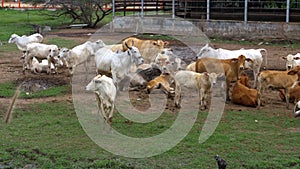 Herd of Thai Cows Grazing on a Dirty Pasture in Asia. Open cow farm field. Thailand.