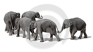 A herd of Thai elephants holding each other\'s tails with their trunks, walking in a line adorably