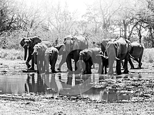 Herd of thirsty african elephants drinking water at waterhole. Moremi Game Reserve, Okavango Region, Botswana