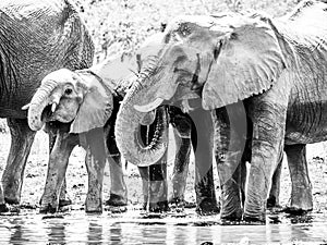 Herd of thirsty african elephants drinking water at waterhole. Moremi Game Reserve, Okavango Region, Botswana