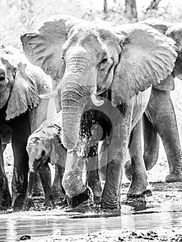 Herd of thirsty african elephants drinking water at waterhole. Moremi Game Reserve, Okavango Region, Botswana