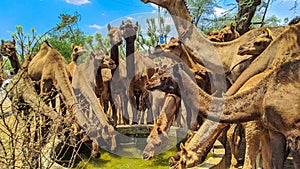 A herd of thirsty camels drinking water from a big tank on the ground. Dromedary