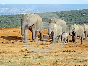 Herd of thirsty elephants with babies at waterhole in the Addo E