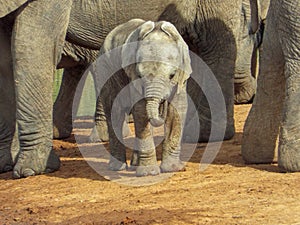 Herd of thirsty elephants with babies at waterhole in the Addo E