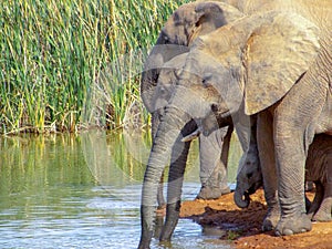 Herd of thirsty elephants with babies at waterhole in the Addo E