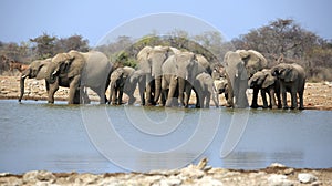 A herd of thirsty elephants at the klein Namutoni water hole