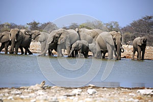 A herd of thirsty elephants at the klein Namutoni water hole