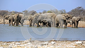 A herd of thirsty elephants at the klein Namutoni water hole