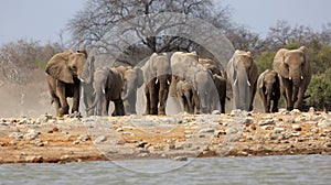 A herd of thirsty elephants at the klein Namutoni water hole