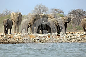 A herd of thirsty elephants at the Klein Namutoni water hole