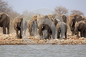 A herd of thirsty elephants at the Klein Namutoni water hole