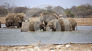 A herd of thirsty elephants at the Klein Namutoni water hole