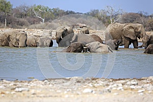 A herd of thirsty elephants at the klein Namutoni water hole