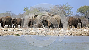 A herd of thirsty elephants at the Klein Namutoni water hole