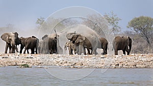 A herd of thirsty elephants at the Klein Namutoni water hole