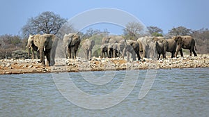 A herd of thirsty elephants at the Klein Namutoni water hole