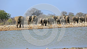 A herd of thirsty elephants at the Klein Namutoni water hole