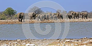 A herd of thirsty elephants at the klein Namutoni water hole