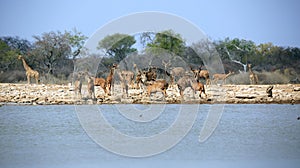 A herd of thirsty Kudus at the klein Namutoni water hole