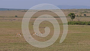 Herd Thompson Gazelle Grazing In A Green Field African Savannah