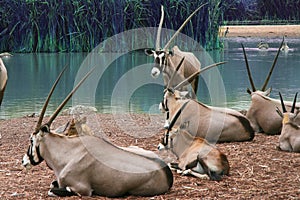 The herd of Thomson Gazellas Eudorcas thomsonii around the green pond, in natural outdoor Zoo, Thailand.